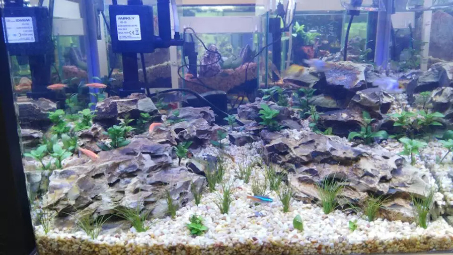 家庭淡水魚缸造景——龍威水族