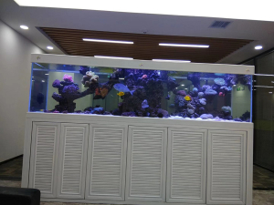 公司定制海水缸項(xiàng)目——龍威水族