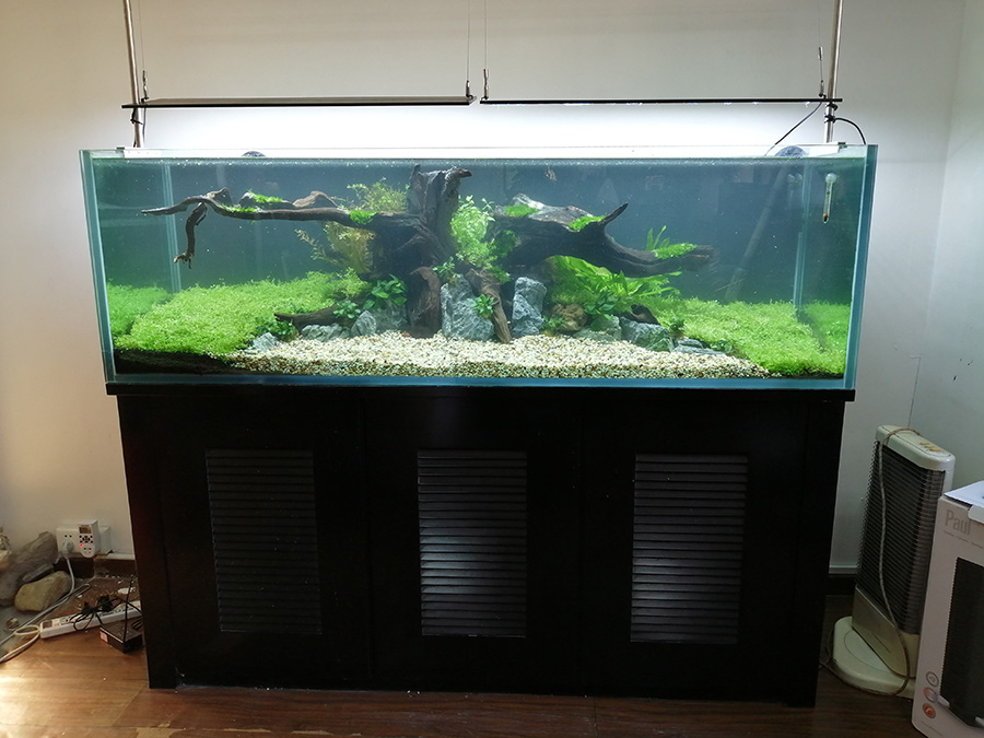 淡水缸造景項(xiàng)目案例