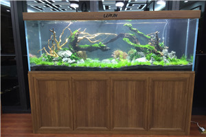 自然景觀(guān) 回歸自然 水生植物景觀(guān) 水草景觀(guān)