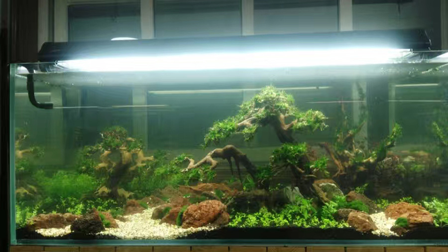 龍威水族——草缸造景案例
